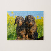 2匹のかわいいダックスフント犬のDackelの写真-ゲーム8x10 ジグソーパズル (横)