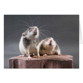 2匹のかわいいラット