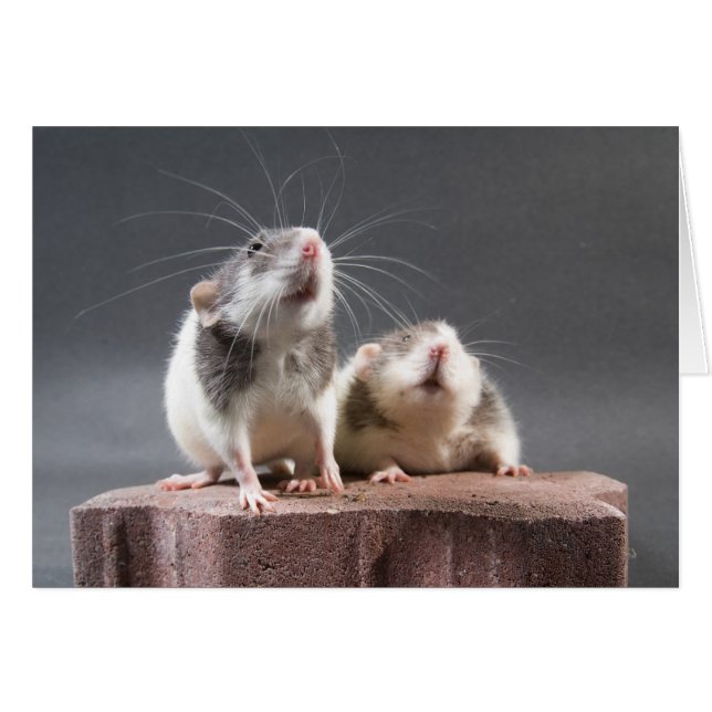 2匹のかわいいラット (正面横)