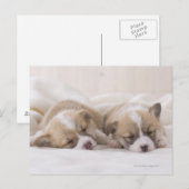 2匹のウェルシュコーギーの睡眠 ポストカード (正面/裏面)