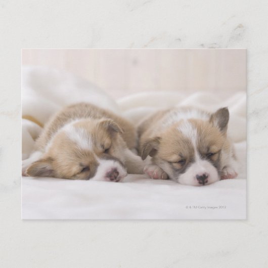 2匹のウェルシュコーギーの睡眠 ポストカード (正面)