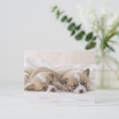 2匹のウェルシュコーギーの睡眠 ポストカード (スタンド正面)