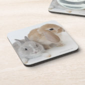 2匹のウサギ。Netherlandの小びとおよびオランダLOP コースター (左側)