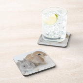 2匹のウサギ。Netherlandの小びとおよびオランダLOP コースター (右側)