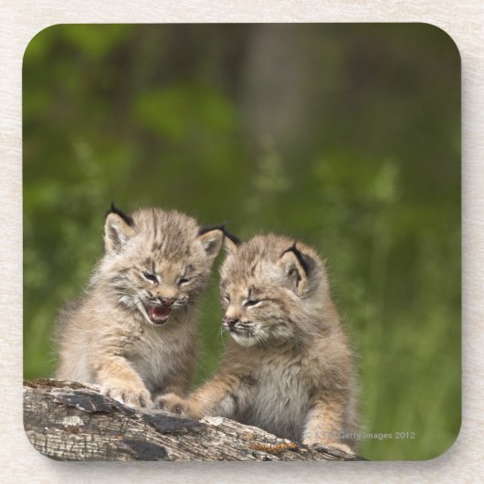 2匹のカナダオオヤマネコ(オオヤマネコCanadensis)の子ネコ コースター (正面)