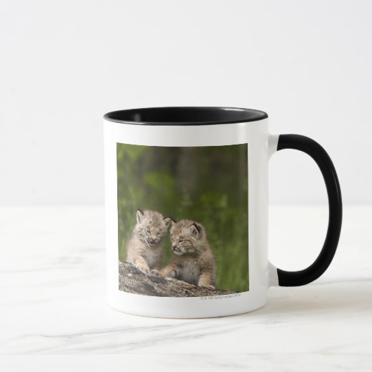 2匹のカナダオオヤマネコ(オオヤマネコCanadensis)の子ネコ マグカップ (右)