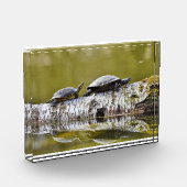 2匹のカメの歩くを木のログに記録 フォトブロック (左)