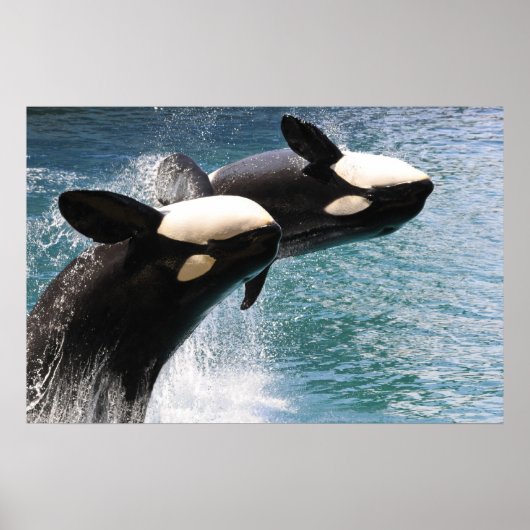 2匹のシャチが水から飛び出す ポスター (正面)