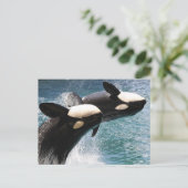 2匹のシャチが水から飛び出す ポストカード (スタンド正面)