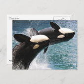 2匹のシャチが水から飛び出す ポストカード (正面/裏面)