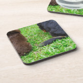 2匹のダックスフント犬の背面図 コースター (左側)