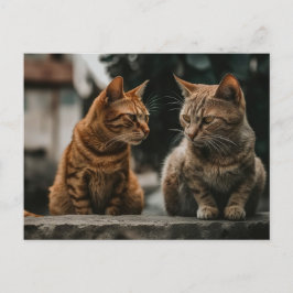 2匹のトム猫が猫をおもしろい喋る ポストカード