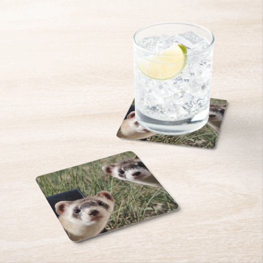 2匹のフェレット スクエアペーパーコースター (インサイチュ)