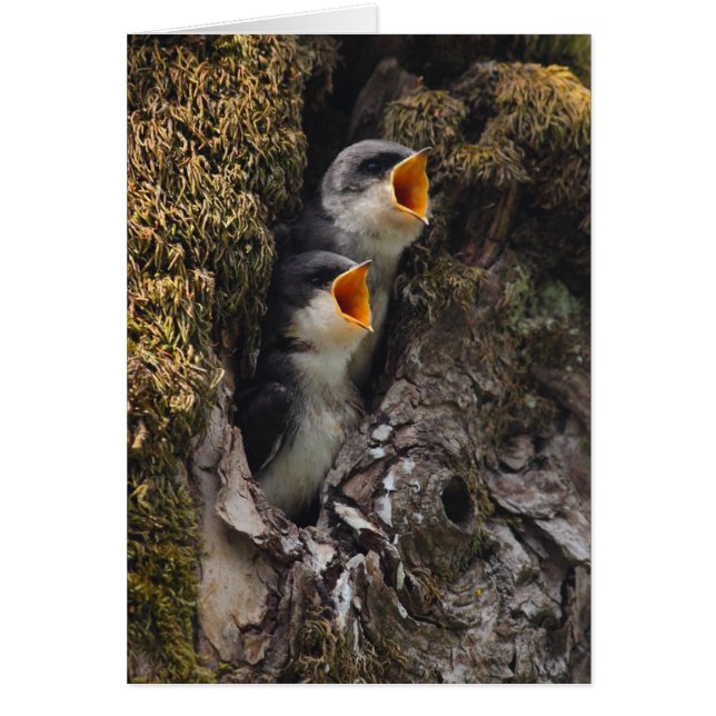 2匹のベビーのミドリツバメ (正面)