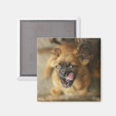 2匹のペキン犬。 マグネット (正面/裏面)