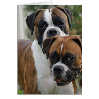 2匹のボクサー犬