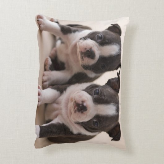 2匹のボストンテリアの子犬 アクセントクッション (裏面(縦))