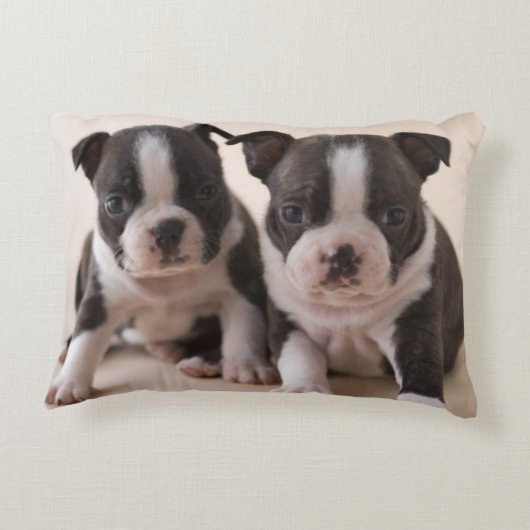 2匹のボストンテリアの子犬 アクセントクッション (裏面)