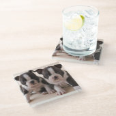 2匹のボストンテリアの子犬 ガラスコースター (アングル)