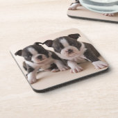 2匹のボストンテリアの子犬 コースター (左側)