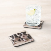 2匹のボストンテリアの子犬 コースター (右側)