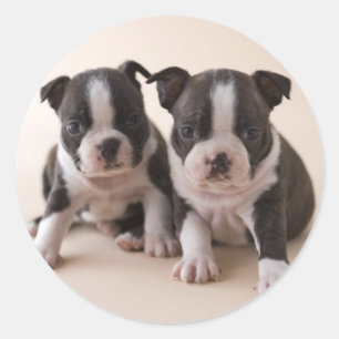 2匹のボストンテリアの子犬 ラウンドシール
