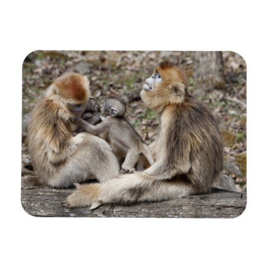 2匹のメスのキンシコウと新生児 マグネット (横)