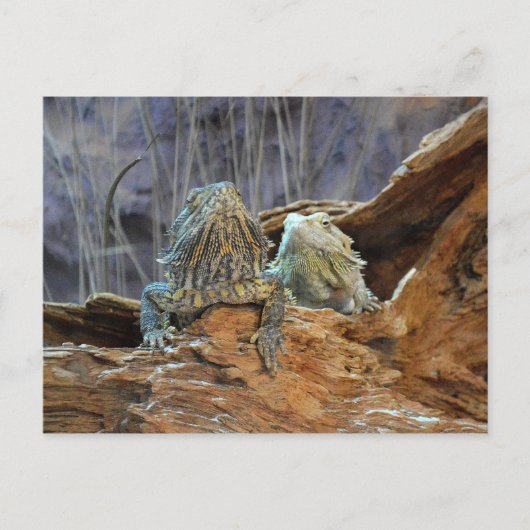 2匹の好奇心旺盛なトカゲのポストカード ポストカード (正面)