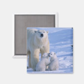 2匹の子を持つ雌性ホッキョクグマ マグネット (正面/裏面)