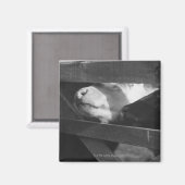 2匹の子牛が穴を通って鼻をつく マグネット (正面/裏面)