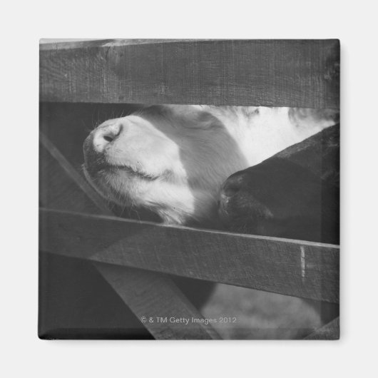 2匹の子牛が穴を通って鼻をつく マグネット (正面)