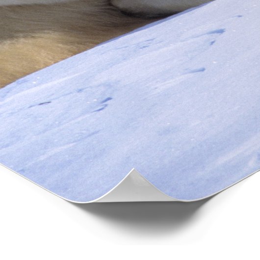 2匹の子牛と一緒に横たわるメスのシロクマ ポスター (角)