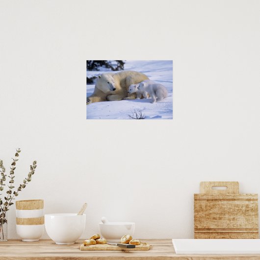 2匹の子牛と一緒に横たわるメスのシロクマ ポスター (キッチン)
