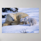2匹の子牛と一緒に横たわるメスのシロクマ ポスター (正面)