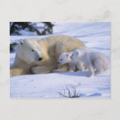 2匹の子牛と一緒に横たわるメスのシロクマ ポストカード (正面)