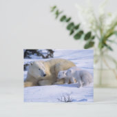 2匹の子牛と一緒に横たわるメスのシロクマ ポストカード (スタンド正面)
