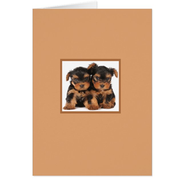 2匹の子犬 (正面)