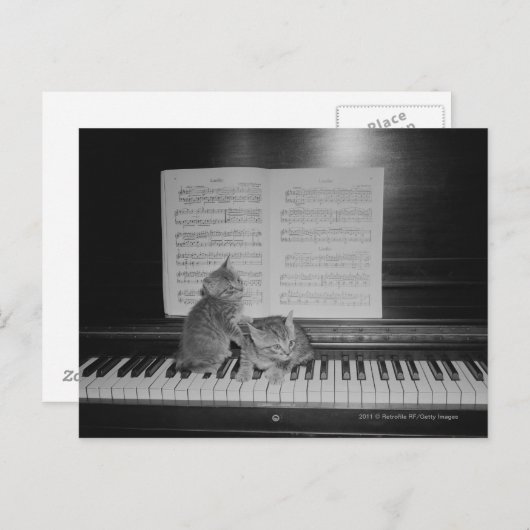 2匹の子猫がピアノの鍵盤に一枚ずつ座っている ポストカード (正面/裏面)