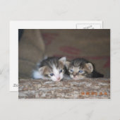 2匹の子猫が丸太の上にいる ポストカード (正面/裏面)