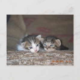 2匹の子猫が丸太の上にいる ポストカード