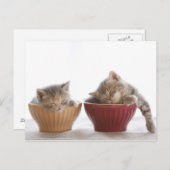 2匹の子猫が椀に乗って寝る ポストカード (正面/裏面)