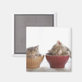 2匹の子猫が椀に乗って寝る マグネット (正面/裏面)