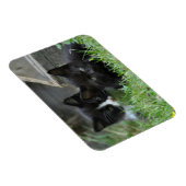 2匹の子猫を並べて マグネット (右側)