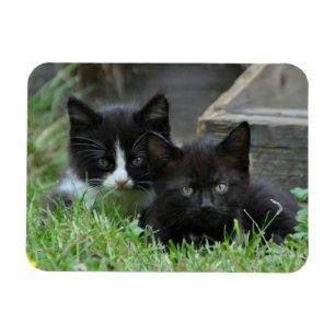 2匹の子猫を並べて マグネット