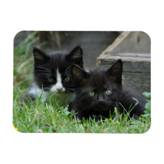 2匹の子猫を並べて マグネット