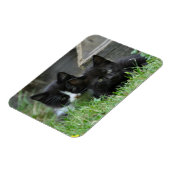 2匹の子猫を並べて マグネット (左側)
