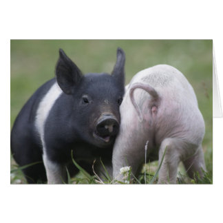 2匹の小さいブタ; コブタ-かわいくおもしろいなベビー動物