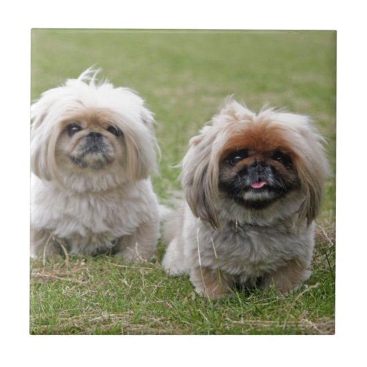 2匹の幸せで小さい子犬 タイル (正面)