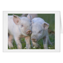 2匹の愛情深く白いコブタ