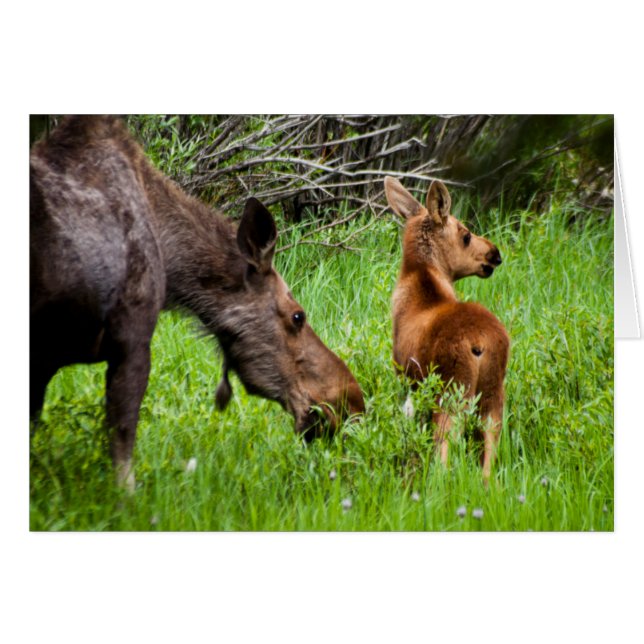 2匹の注意深いアメリカヘラジカの母およびベビー (正面横)